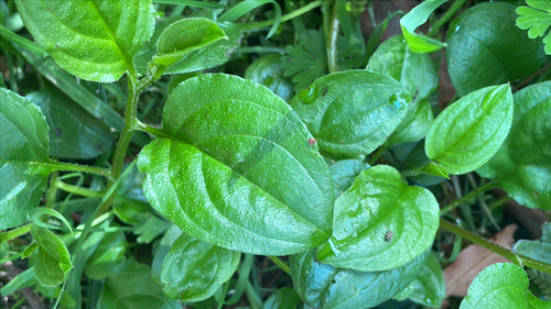 Hackelia latifolia, 2026-10-17