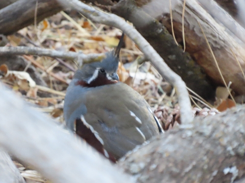 Oreortyx pictus observed 2026-10-18