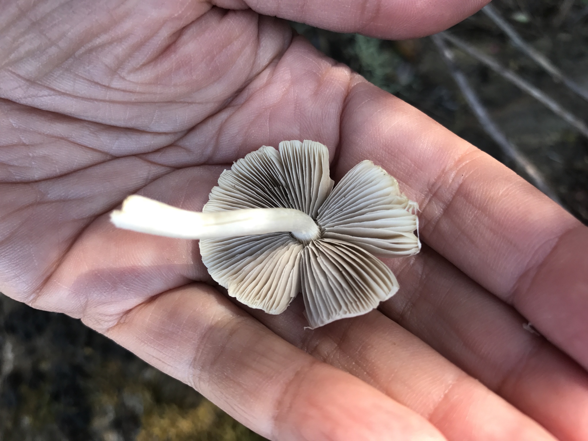 Psathyrella candolleana image