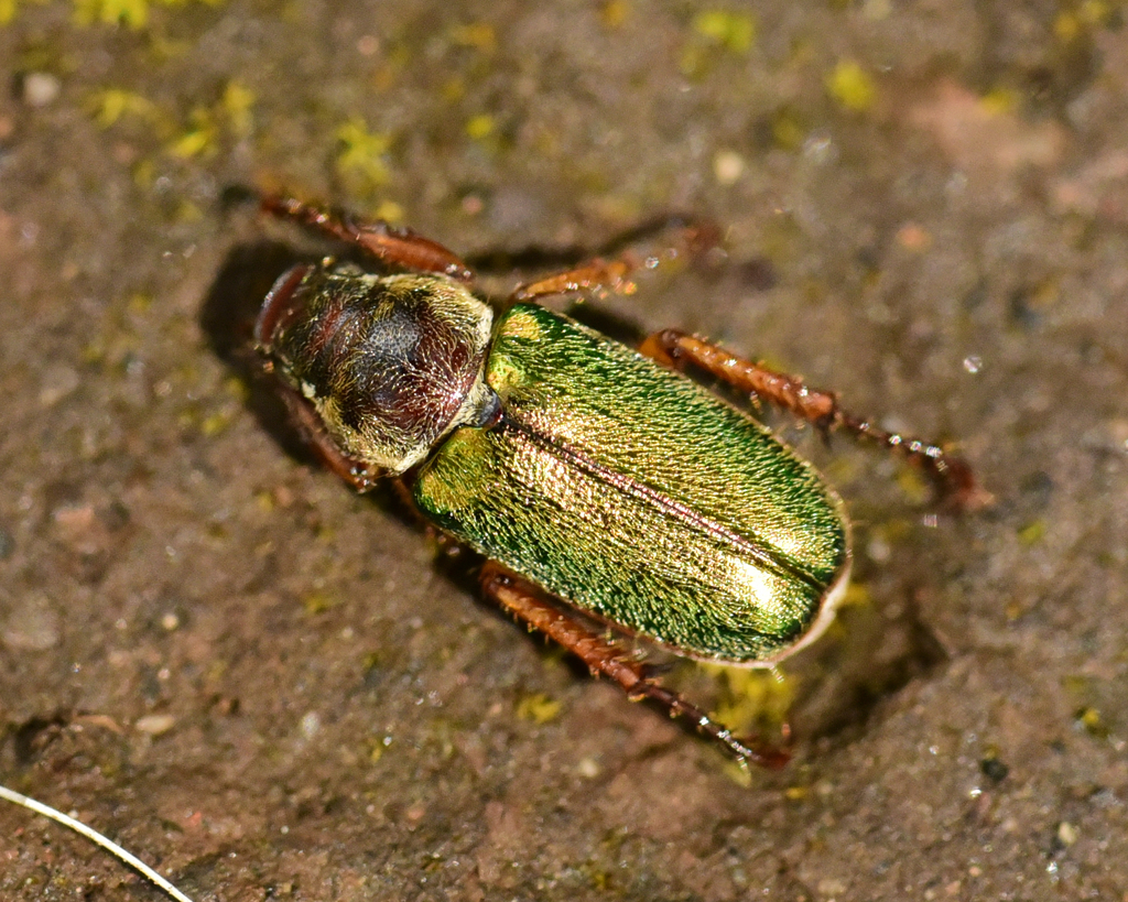 Dichelonyx fulgidus