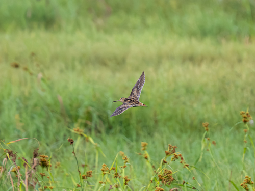 Gallinago stenura observed 2026-10-19