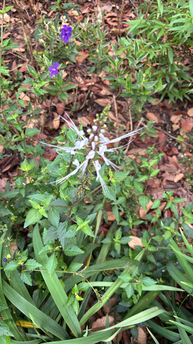 Orthosiphon aristatus observed 2026-10-20