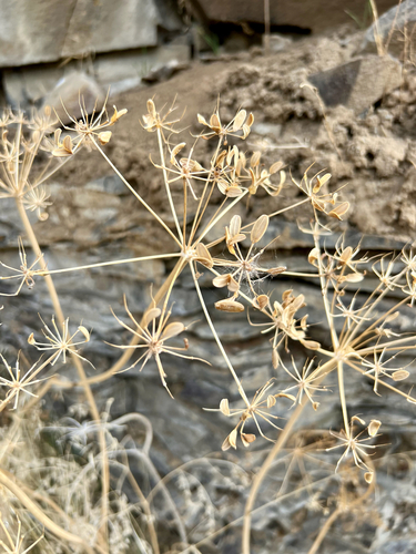 Lomatium observed 2026-10-19