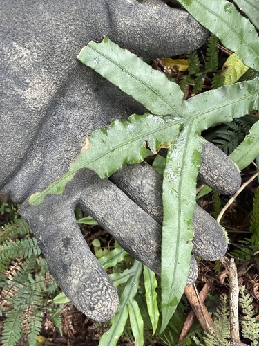 Austroblechnum patersonii observed 2026-10-20