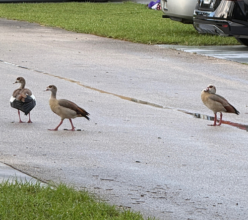 Egyptian Goose