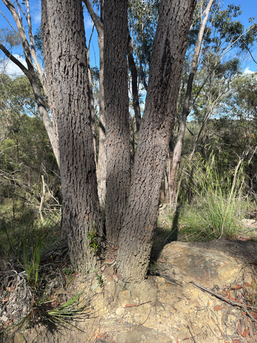 Corymbia gummifera observed 2026-10-20
