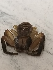 Xysticus texanus