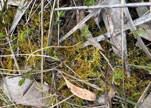 Thuidiopsis furfurosa observed 2026-10-20