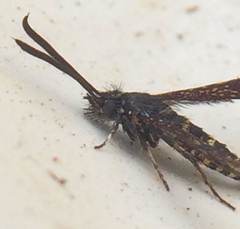 Sazonia fenusaeformis