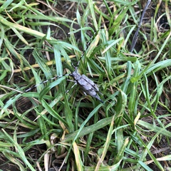 Acanthocinus aedilis