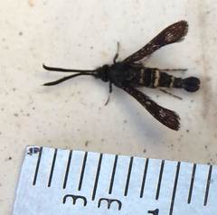 Sazonia fenusaeformis