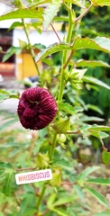 Hibiscus cannabinus