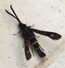 Sazonia fenusaeformis