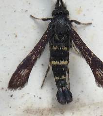 Sazonia fenusaeformis