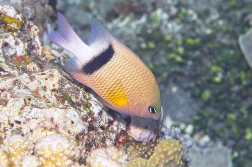 Plectroglyphidodon dickii observed 2026-10-15