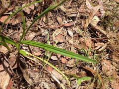 Dianella longifolia longifolia