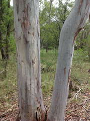 Eucalyptus rubida