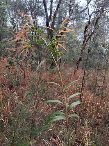 Callistemon salignus observed 2026-10-20