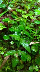 Epilobium amurense