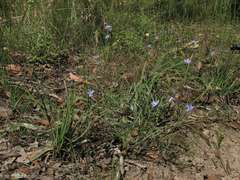 Wahlenbergia stricta stricta