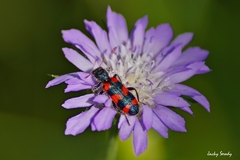 Trichodes leucopsideus