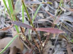 Wahlenbergia stricta stricta