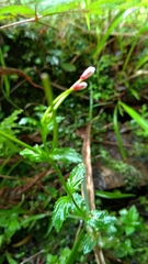 Epilobium amurense
