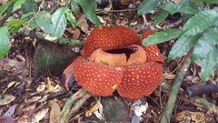 Rafflesia tuan-mudae