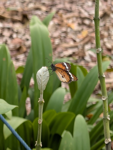 Danaus chrysippus