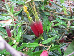 Correa decumbens