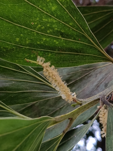 Acacia mangium observed 2026-10-20