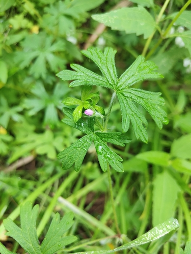 Geranium carolinianum observed 2026-10-20