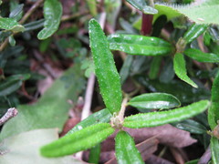 Correa decumbens