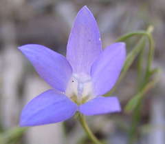 Wahlenbergia stricta stricta
