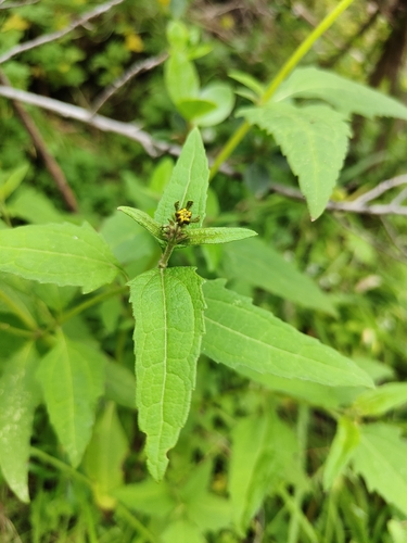 Sigesbeckia orientalis observed 2026-10-20