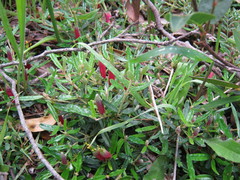 Correa decumbens