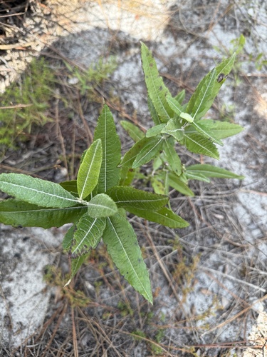 Pterocaulon pycnostachyum, 2026-10-10