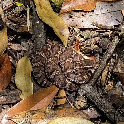 Gloydius blomhoffii observed 2026-10-20