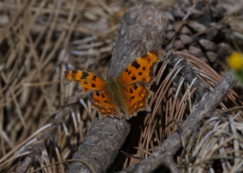 European Comma
