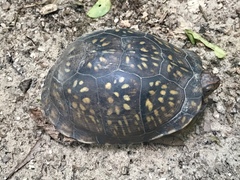 Terrapene carolina