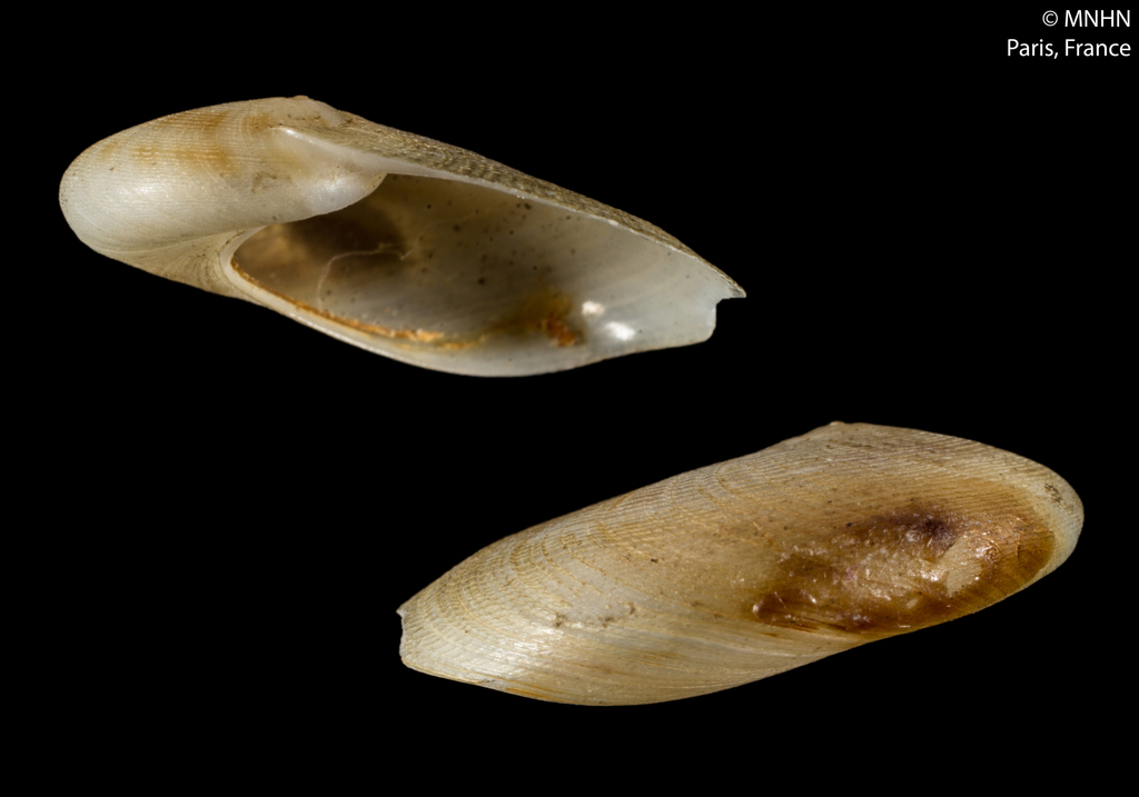Sinum bifasciatum