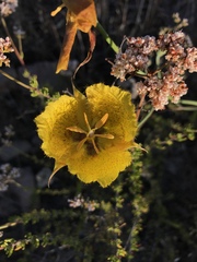 Calochortus weedii weedii