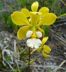 Encyclia alboxanthina