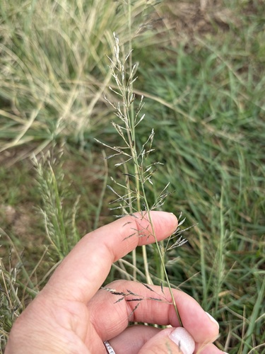 Eragrostis, 2026-10-19