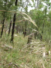 Austrostipa pubinodis