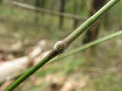 Austrostipa pubinodis