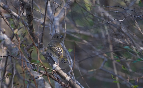 Common Rosefinch