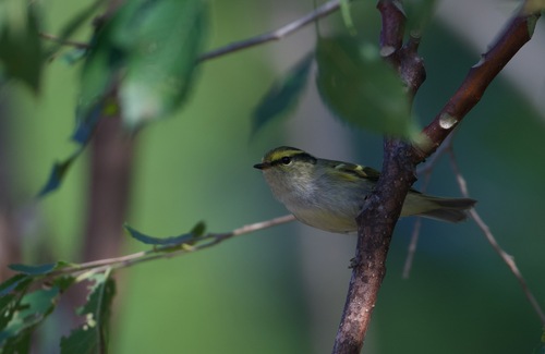 Pallas's Leaf Warbler