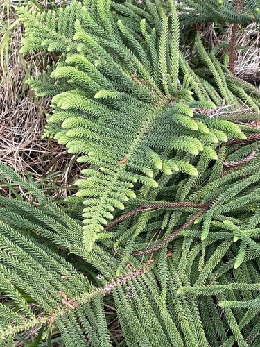 Araucaria heterophylla observed 2026-10-12