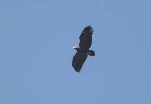 Greater Spotted Eagle